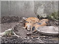 Contentment in a Ballylucas Farmyard