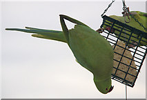 TQ2995 : Ring-Necked Parakeet (Psittacula krameri) by Christine Matthews