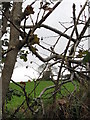 Grazing cattle at Castle Skreen, Erenagh