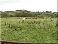 View north-eastwards across rough grazing from the Corbally Road