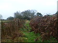 Efford, footpath