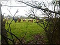 Efford, cattle grazing