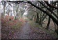 Bentley Lane through Old Hall Wood, Belstead