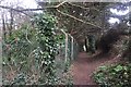 SX9264 : Torquay : Path to Windsor Road by Lewis Clarke