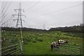 Mid Devon : Sheep Grazing