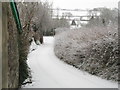 Snowy Lane