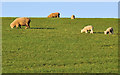 Sheep near Saintfield