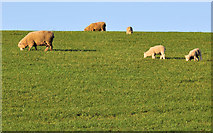 J4059 : Sheep near Saintfield by Albert Bridge