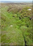 SD9129 : Mossy stream by Humphrey Bolton