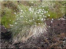 SD9129 : Cotton grass in flower by Humphrey Bolton