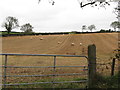 Sheep grazing on harvested crop land west of Old Course Road