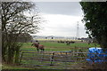 A Field of Horses on New Road with Brinsford  Prison behind