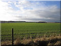 Farmland to the southwest of Simon Howe (road)