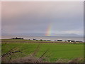 Winter crops near Seafield