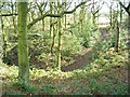 Moat in Castle Wood