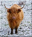 Highland Cow