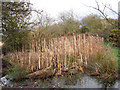 Bulrushes alongside the Weaver