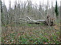 SU0828 : Fallen beech tree, Harewarren by Maigheach-gheal
