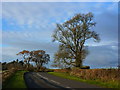 ST4892 : Winter tree on the Crick Road near Shirenewton by Ruth Sharville