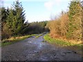 Forestry area, Corlaghdergan