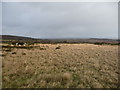 Sheep grazing high up above Catherton Common