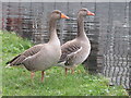 Greylag geese on the river