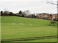 Sheep at Sych House Farm, Bollington