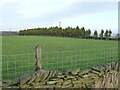 Line of conifers along a field boundary