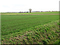 Cultivated fields south of Burstall Hall