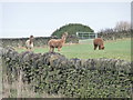 Corner of an alpaca field