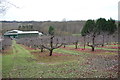 Apple Orchard at Hayle Farm