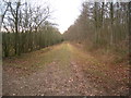 SU5343 : Forest track - Black Wood by Mr Ignavy