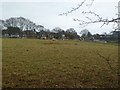 Corfe Mullen, sheep grazing