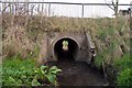 A duct under Hollowtree Road as seen from downstream on Coney Gut