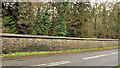 J2458 : Forest wall, Hillsborough (3) by Albert Bridge