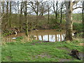 Pond in Holme Wood from footpath