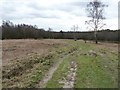 Clearing in Ashdown Forest