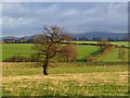 Pasture, St Cuthbert Without