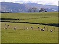 Pasture, Kirkoswald