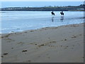 G8177 : Inver Beach with horses by louise price