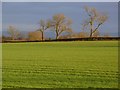 Farmland, North Cowton