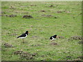 Oystercatchers (Haematopus ostralegus)