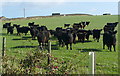 Cattle at Boulby Barns Farm