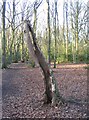 Last legs, Hearsall Common