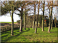 Copse on Killerby Lane