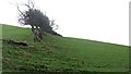 Grown out hedge, Chesterbank