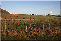 NT1575 : Fields near Clove Craig by Anne Burgess