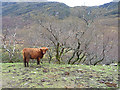 NG9827 : Cow in Glen Elchaig by John Allan