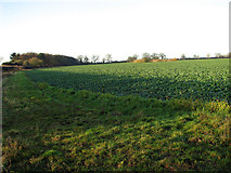 TF8011 : Field margin and oilseed rape crop, Swaffham by Evelyn Simak