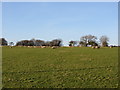 Sheep and fields near Llandough